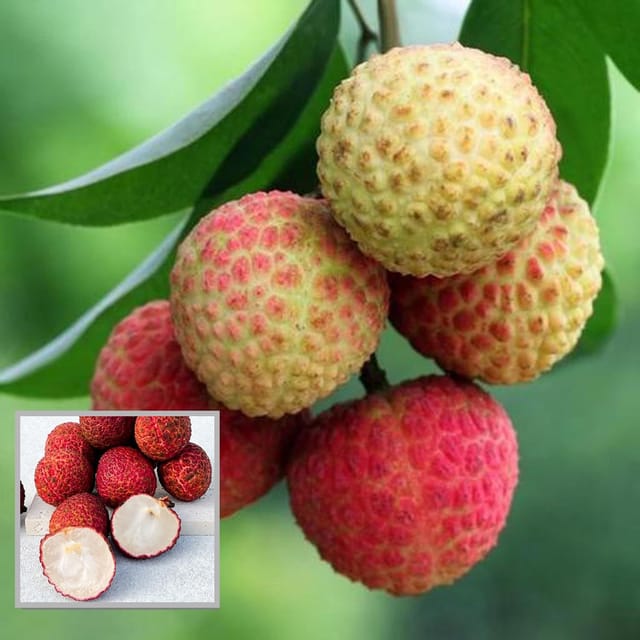 Early Seedless Litchi Lychee Layering/Grafted Fruit Plant (1.5-2 Feet Height) - The Nursery Live