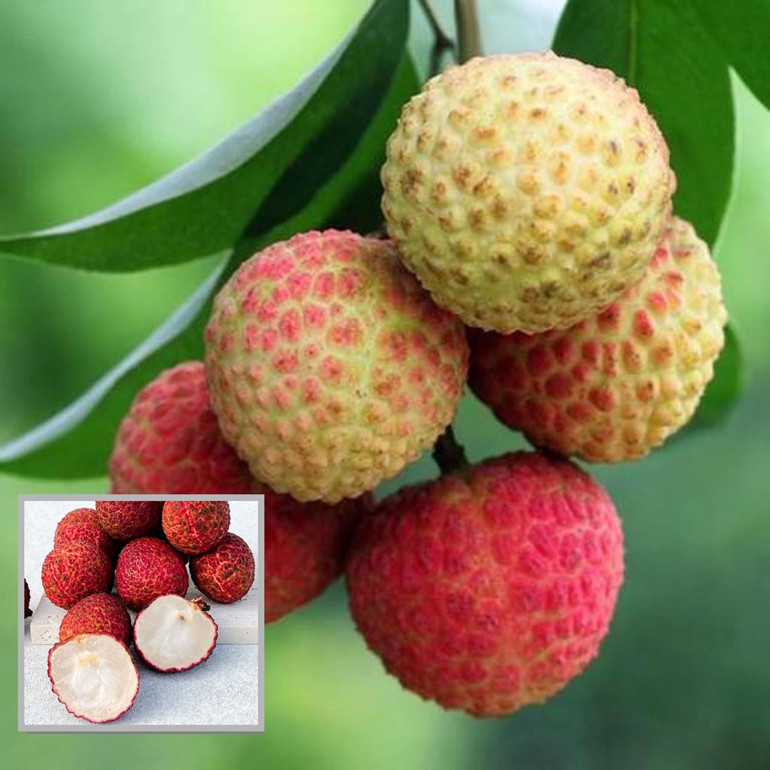 Early Seedless Litchi Lychee Layering/Grafted Fruit Plant (1.5-2 Feet Height) - The Nursery Live