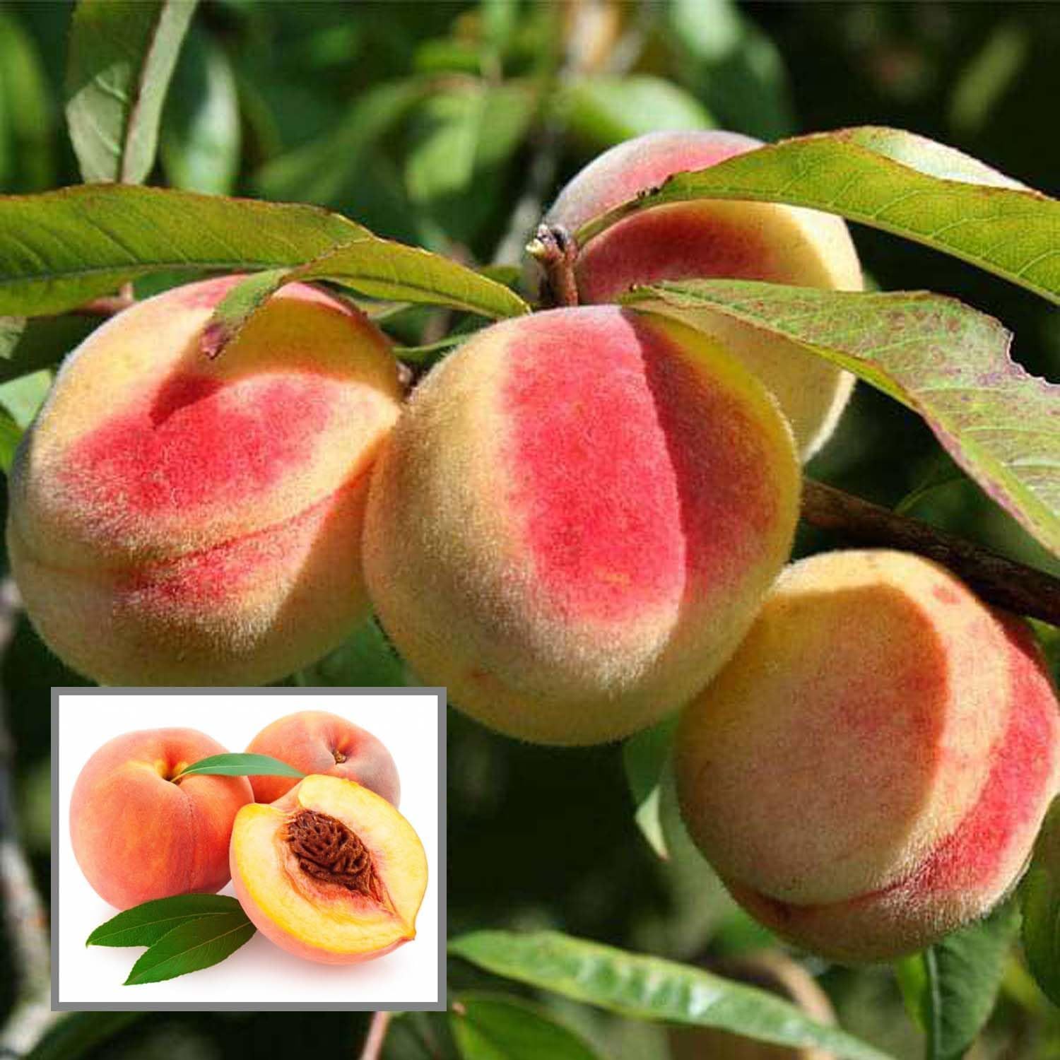 Sharbati Peach Grafted Fruit Plant (2-3 Feet Height) - The Nursery Live