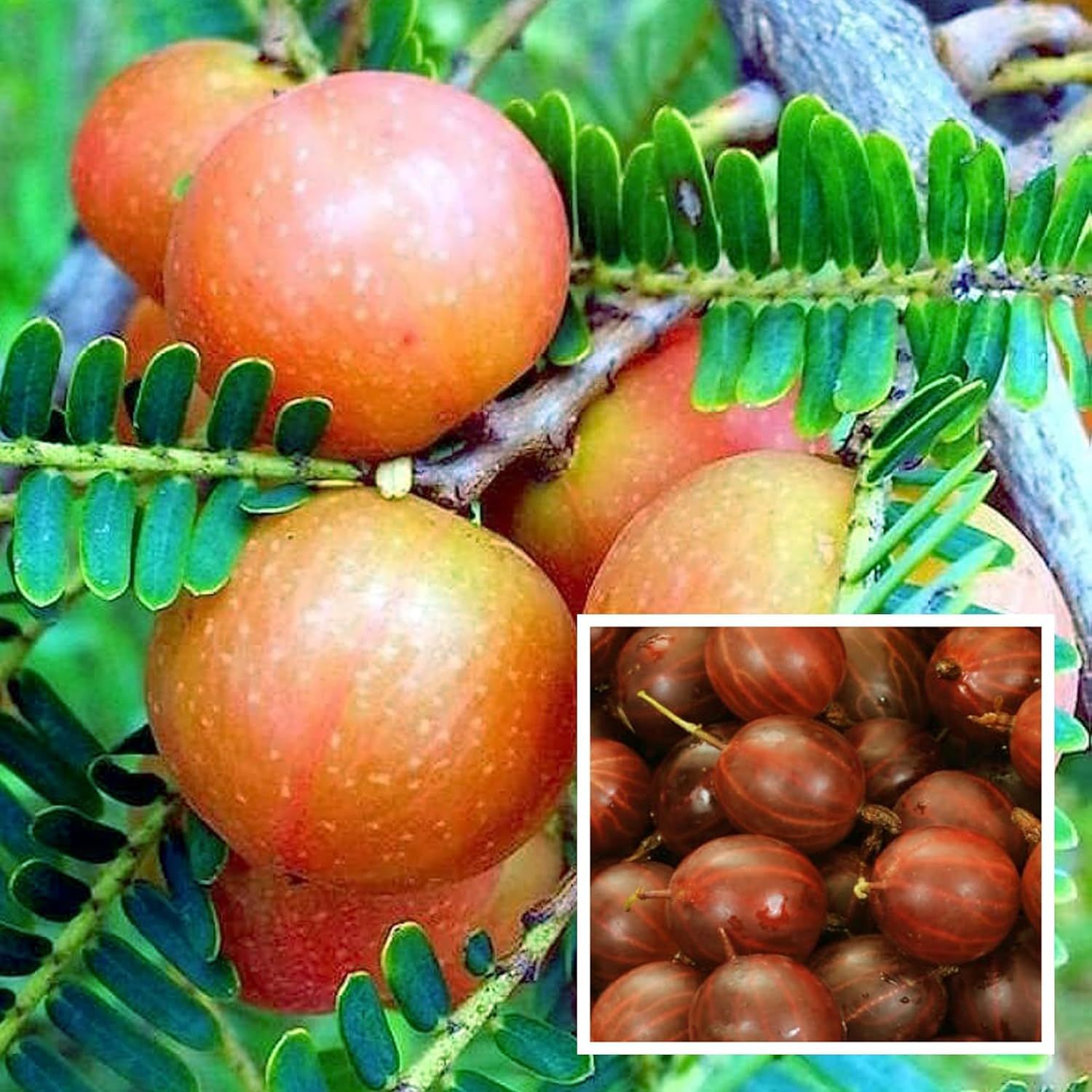 Thai Red Amla Gooseberries Amloki Grafted Fruit Plant (1.5-3 Feet Height) - The Nursery Live