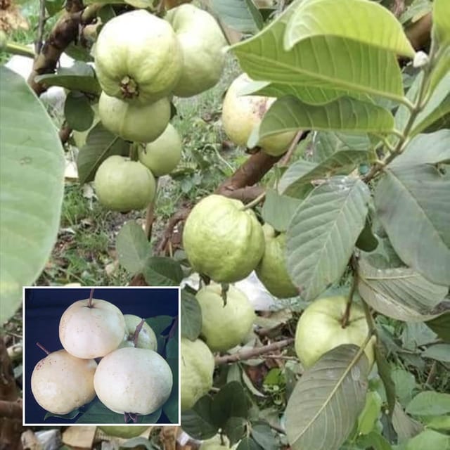 Seedless White Diamond Guava Amrood Layering/Grafted Fruit Plant (1.5-3 Feet Height) - The Nursery Live