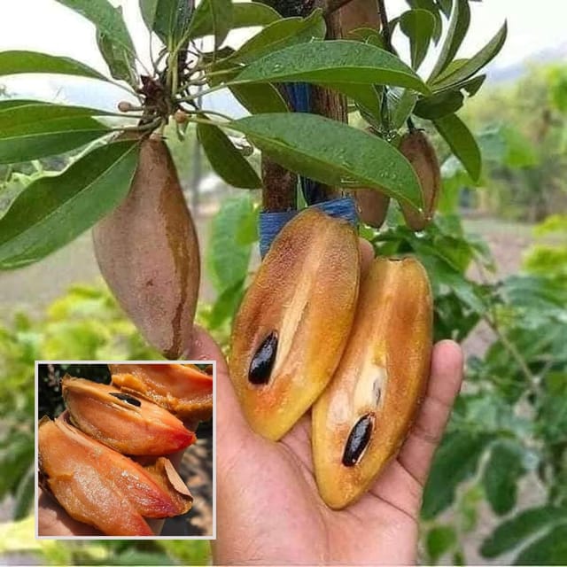 Thai Banana Long Chikoo Sapota Grafted Fruit Plant (1.5-3 Feet Height) - The Nursery Live