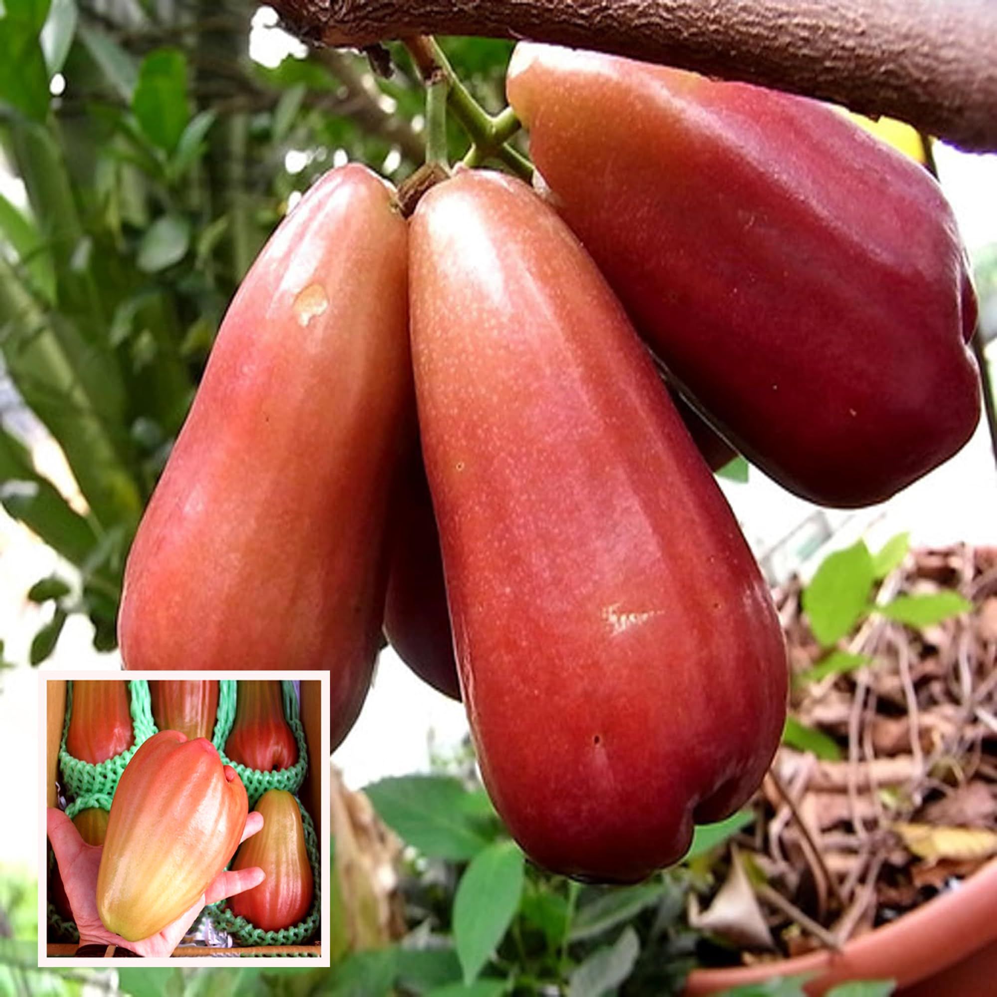 Jambu King Kong Wax Apple Water Apple Java Apple Jamrul Chamba Layering/Grafted Fruit Plant (1.5-3 Feet Height) - The Nursery Live