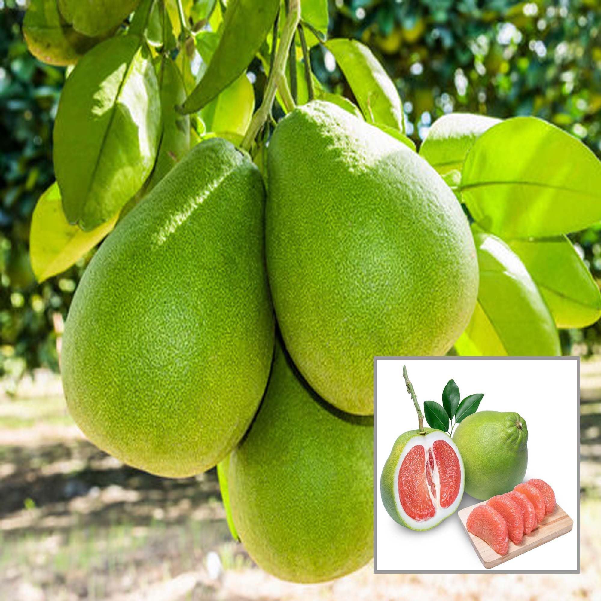 Seedless Pomelo Grapefruit Jambura Gaint Chakotra Batabi Lebu kambili Naranga Layering/Grafted Fruit Plant (1.5-3 Feet Height) - The Nursery Live