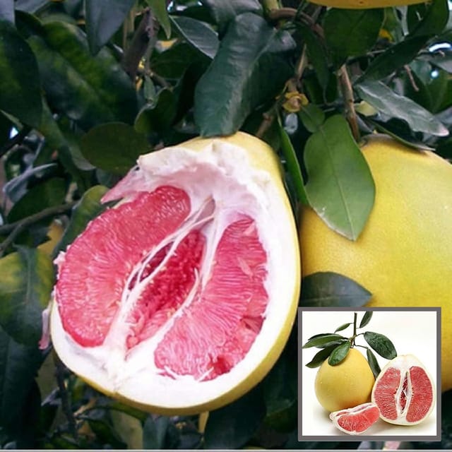 Assembly Pomelo Grapefruit Jambura Gaint Chakotra Batabi Lebu kambili Naranga Layering/Grafted Fruit Plant (1.5-3 Feet Height) - The Nursery Live