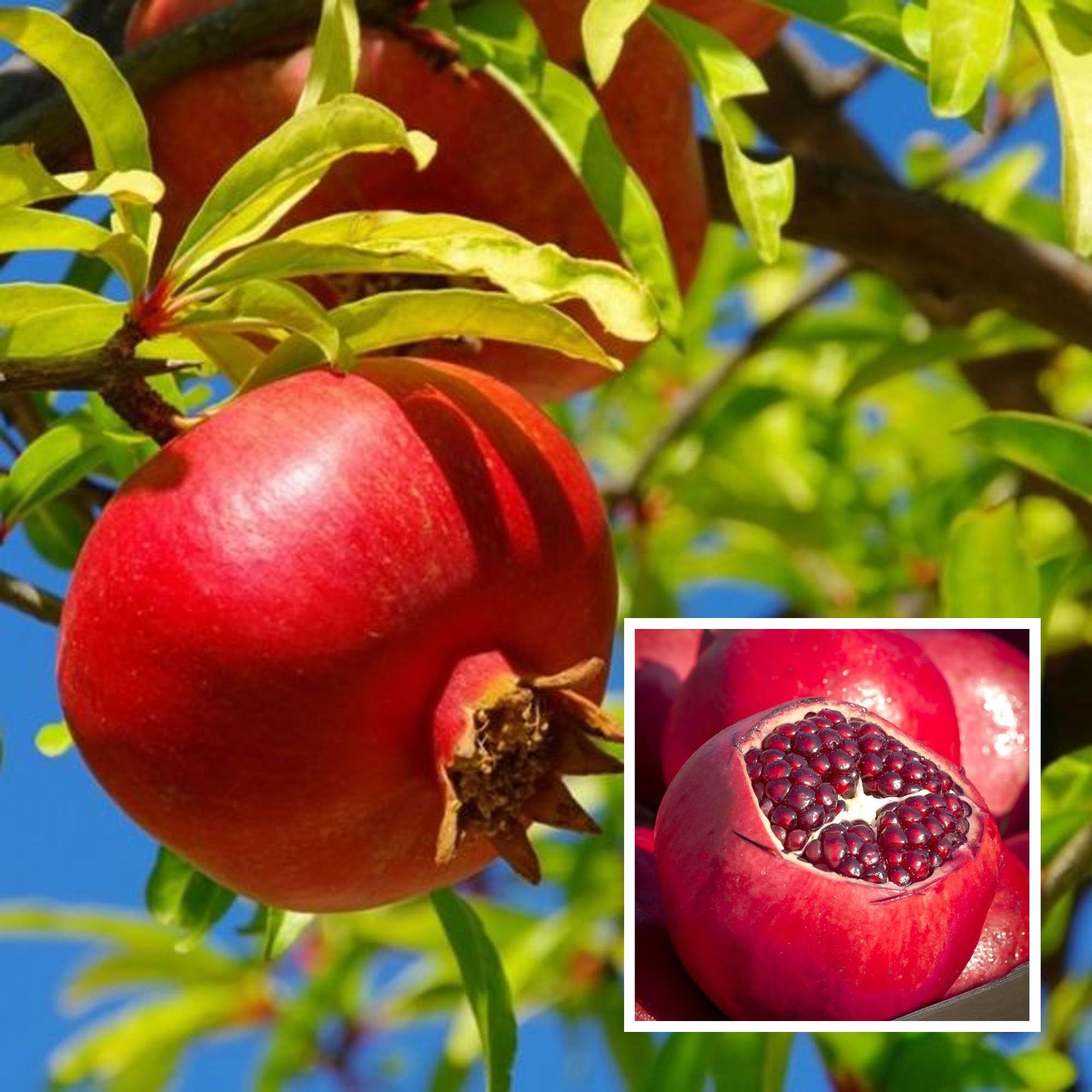 Ruby Hybrid Pomegranate Anar Layering/Grafted Fruit Plant (1.5-3 Feet Height) - The Nursery Live
