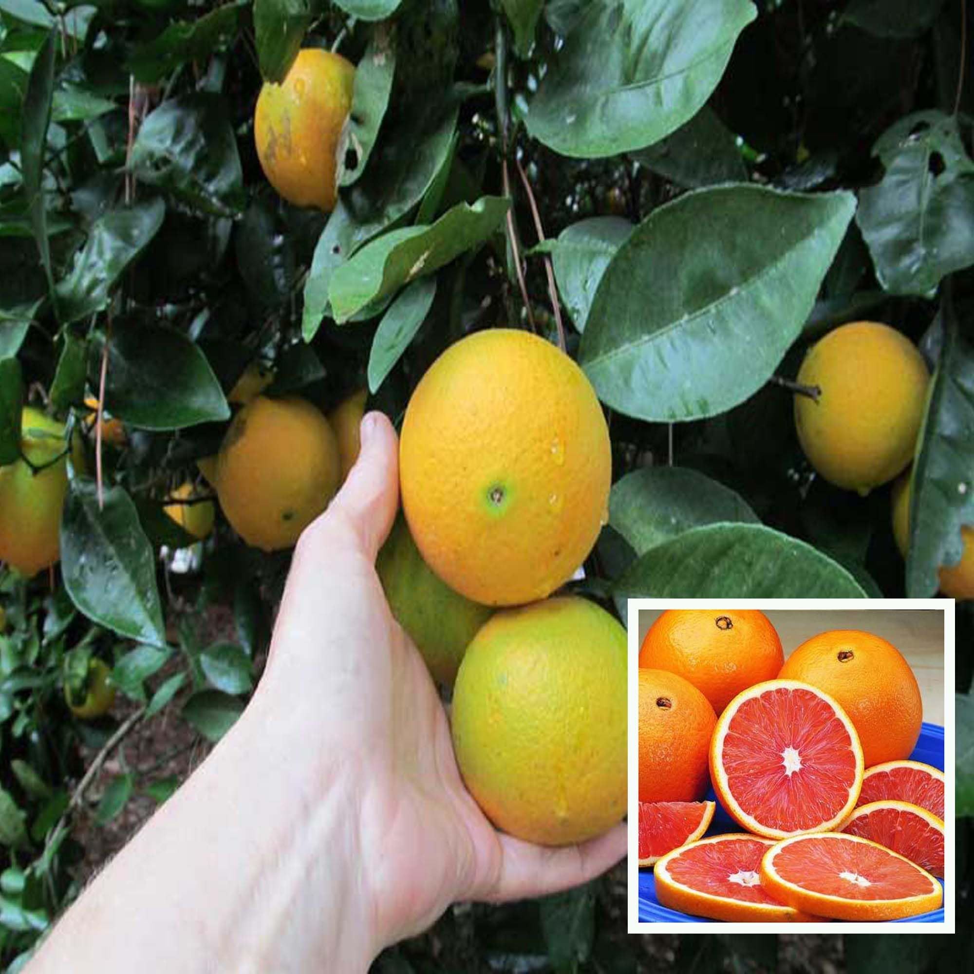 Cara Cara Navel Orange Santra Grafted Fruit Plant (1.5-2 Feet Height) - The Nursery Live