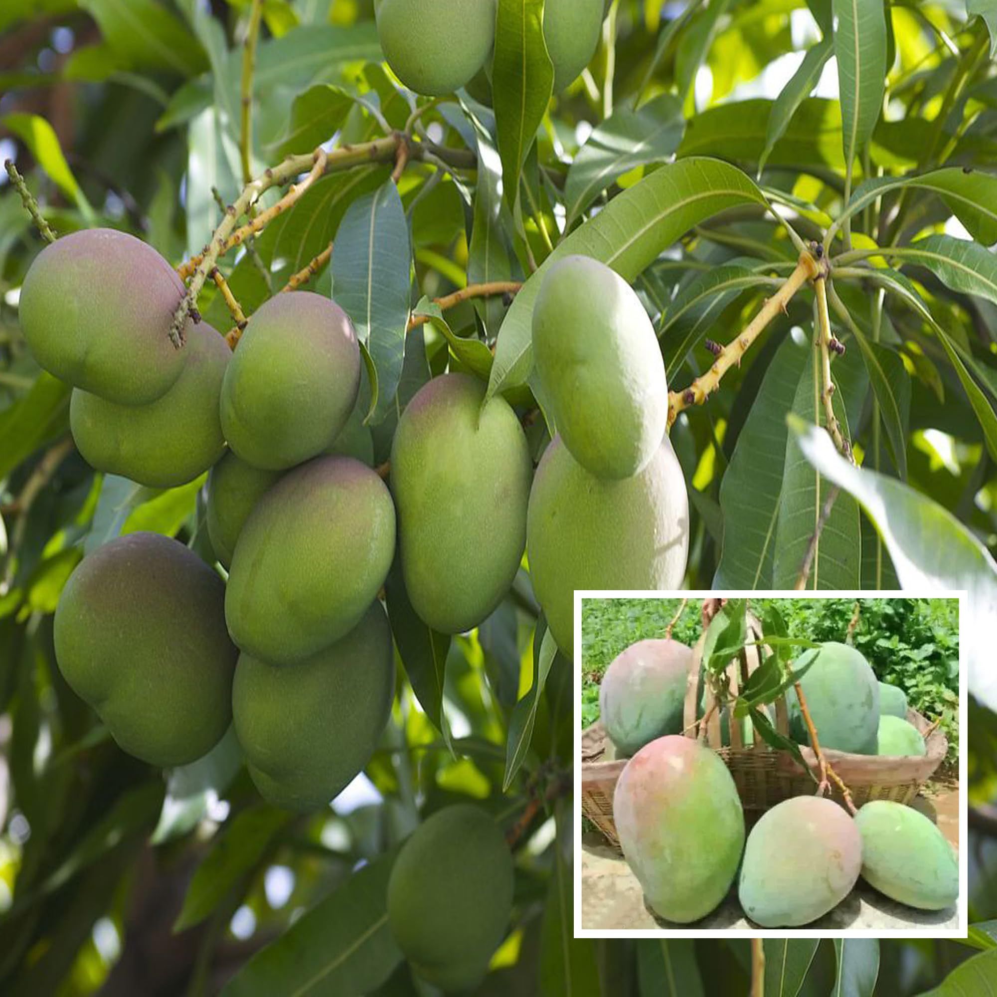 Nelam Mango Aam Grafted Fruit Plant (1.5-3 Feet Height) - The Nursery Live