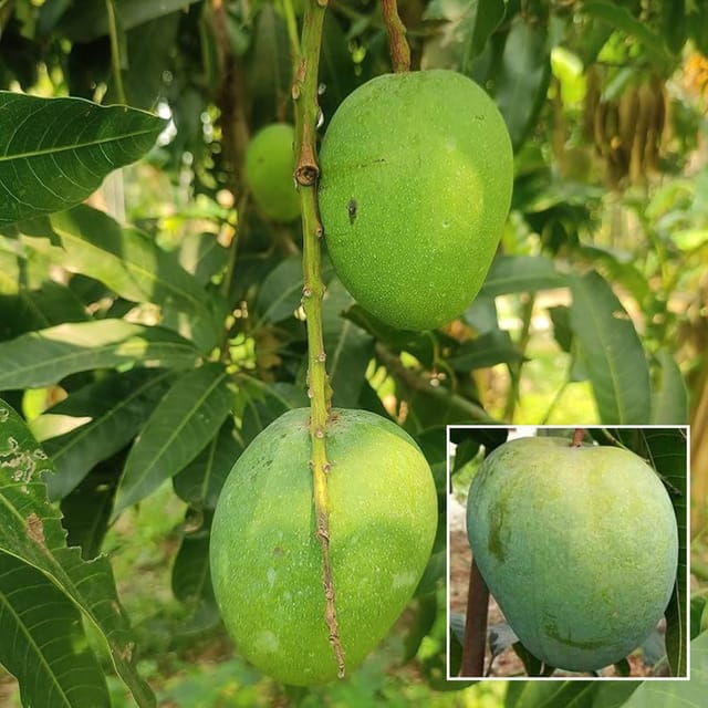 Himsagar All Time Mango Aam Grafted Fruit Plant (1.5-3 Feet Height) - The Nursery Live