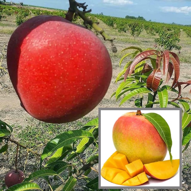 Apple Mango Aam Grafted Fruit Plant (1.5-3 Feet Height) - The Nursery Live