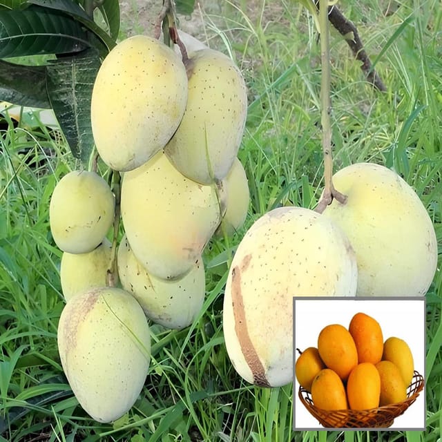 Gourmoti Mango Aam Grafted Fruit Plant (1.5-3 Feet Height) - The Nursery Live