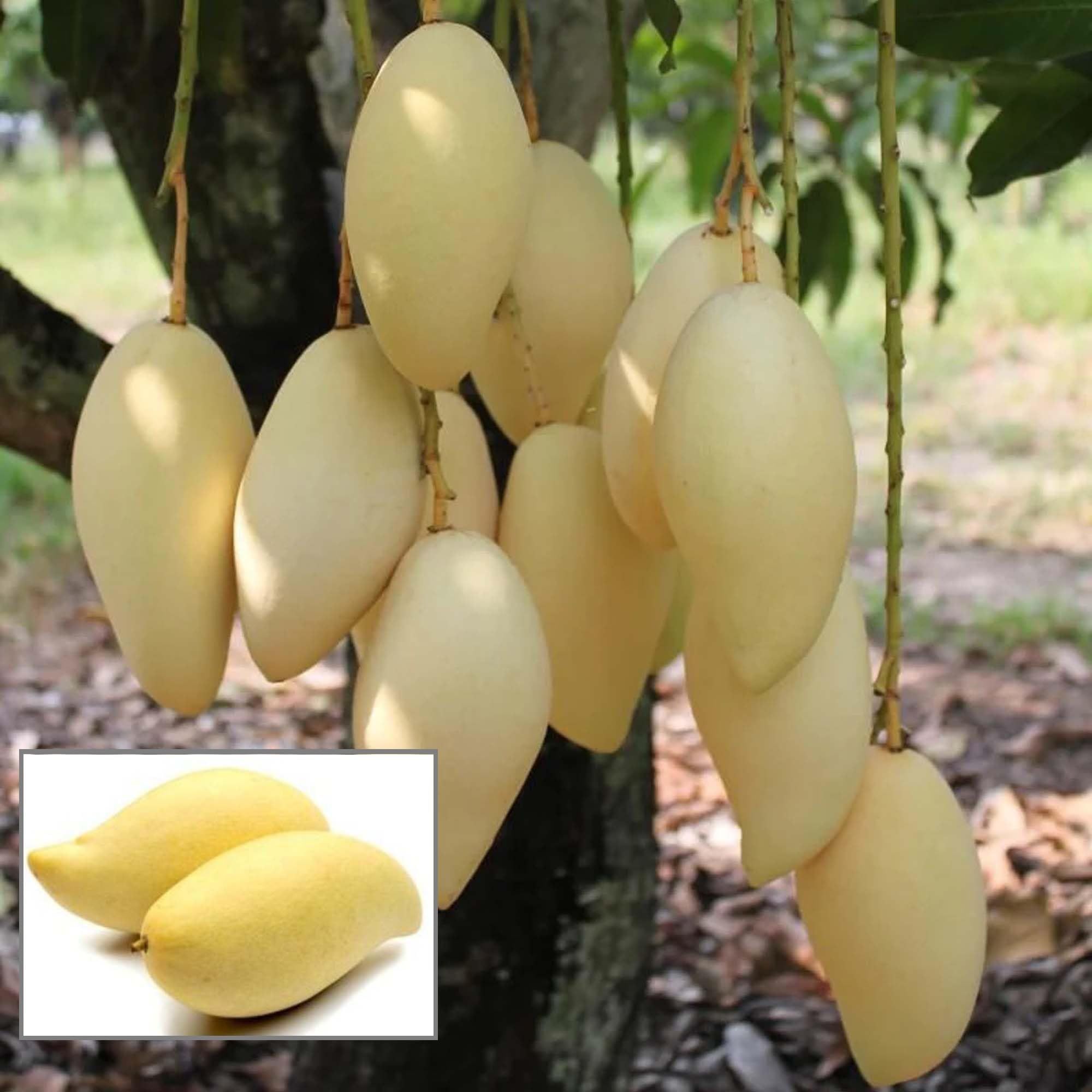Thai Nam Dok Mai All Time Mango Aam Grafted Fruit Plant (1.5-3 Feet Height) - The Nursery Live