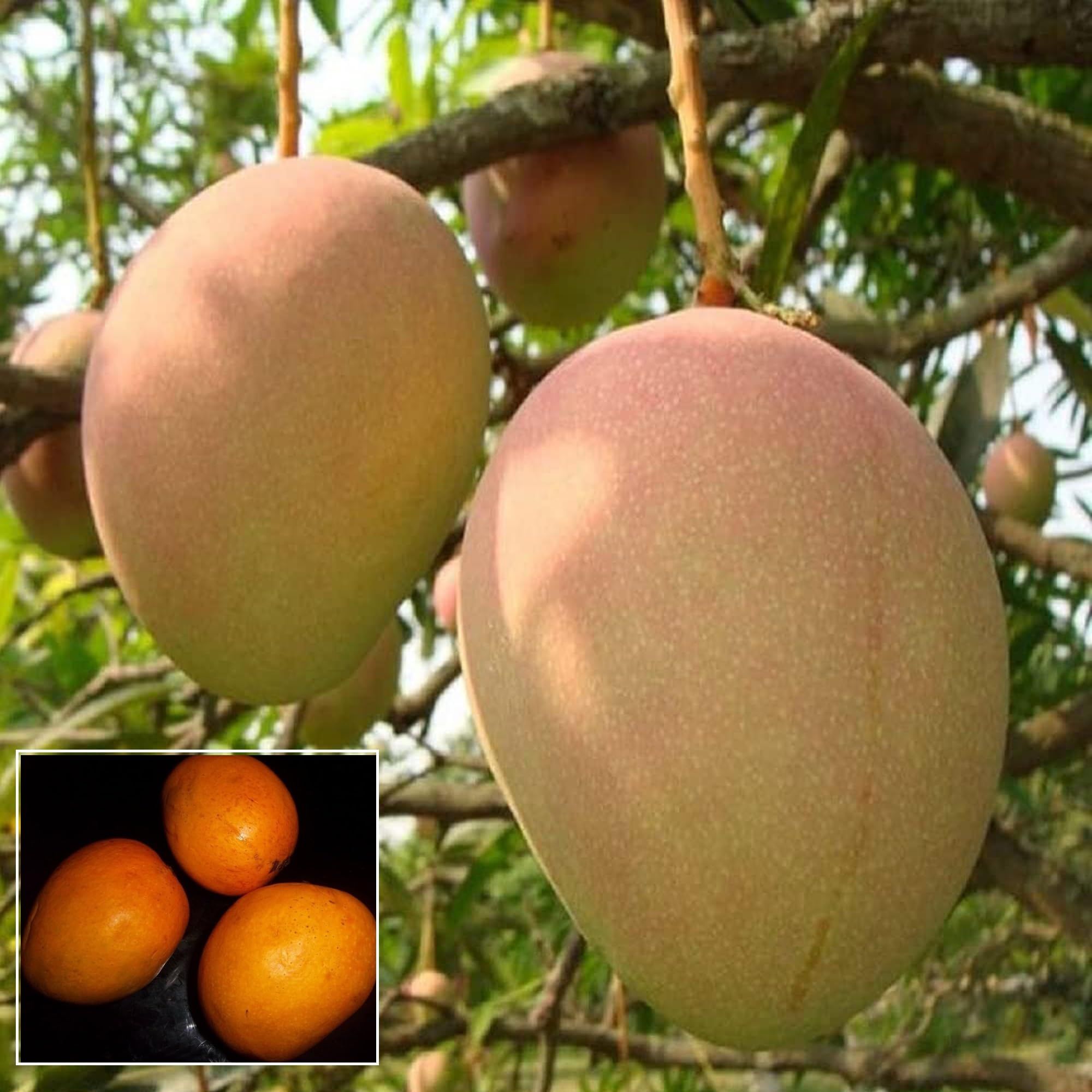 Goa Mankurad Variety Grafted Aam Fruit Plant (1.5-3 Feet Height) - The Nursery Live
