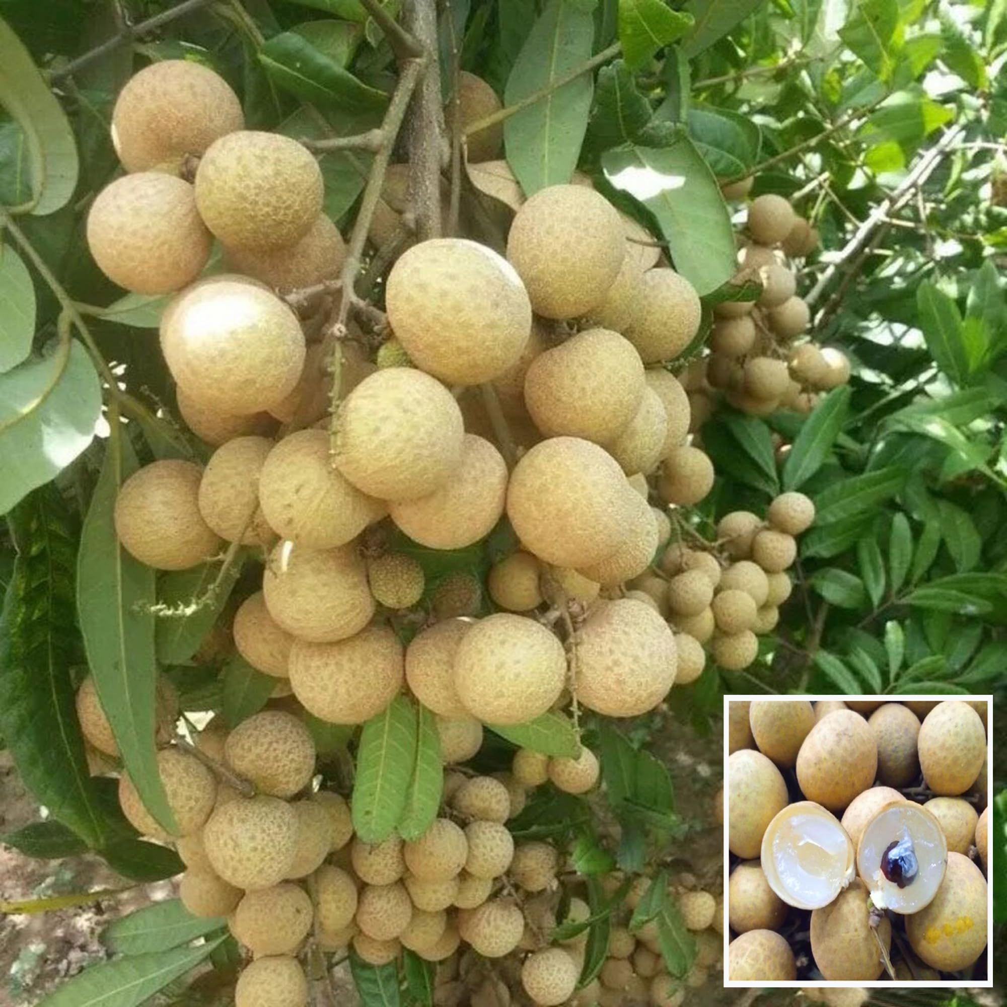 Daw Dragon Eye Longan Grafted Fruit Plant (1-2 Feet Height) - The Nursery Live
