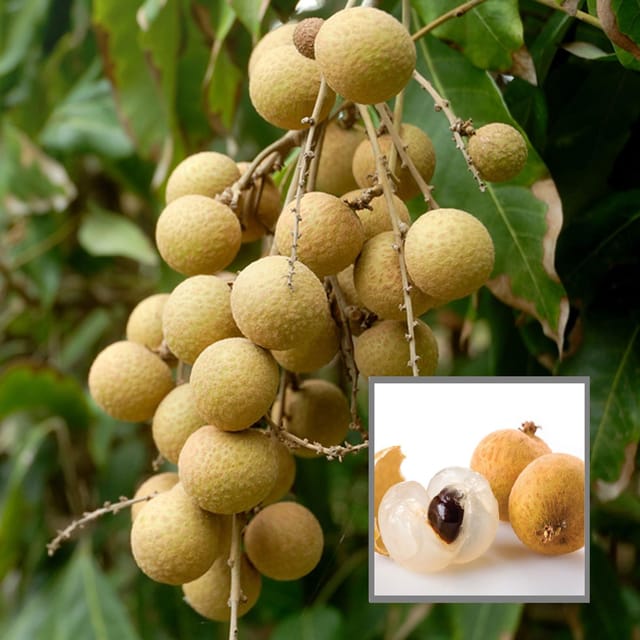 Diamond River Dragon Eye Longan Grafted Fruit Plant (1-2 Feet Height) - The Nursery Live