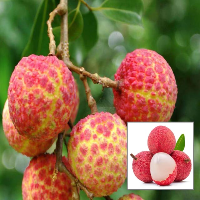 Chinensis Litchi Lychee Layering/Grafted Fruit Plant (1.5-2 Feet Height) - The Nursery Live