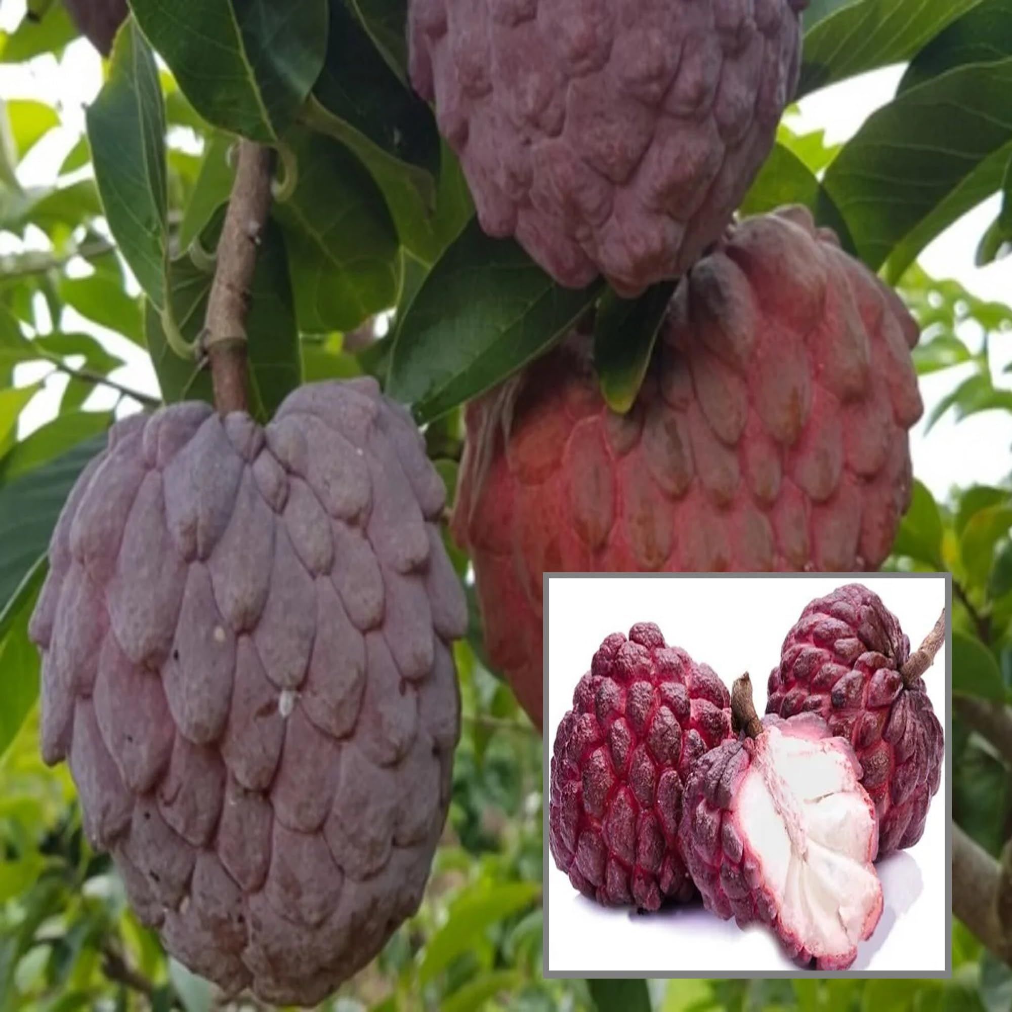 Red Custard Apple Sugar Apple Sitafal Ata Grafted Fruit Plant (1.5-3 Feet Height) - The Nursery Live