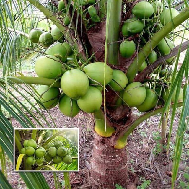 D X T Green Coconut Nariyal Hybrid Dwarf Fruit Plant (2-4 Feet Height) - The Nursery Live