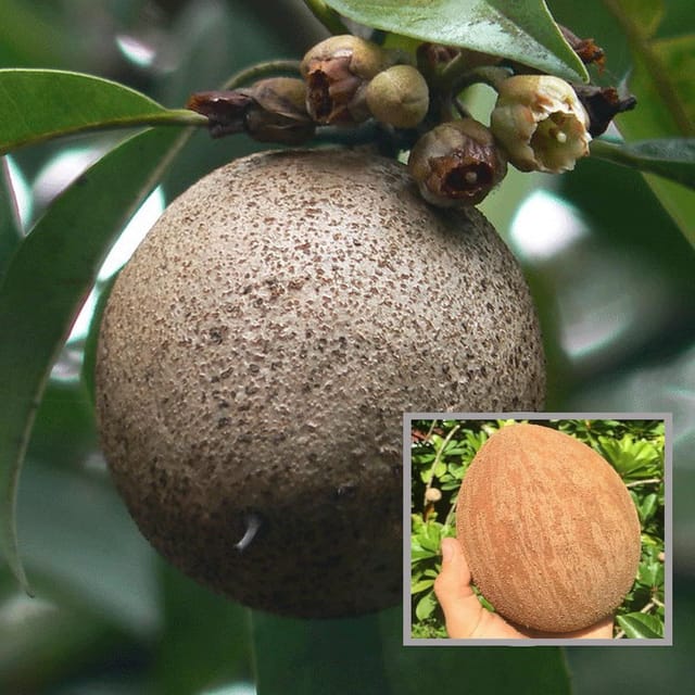 Jambo Chikoo Sapota Grafted Fruit Plant (1.5-3 Feet Height) - The Nursery Live