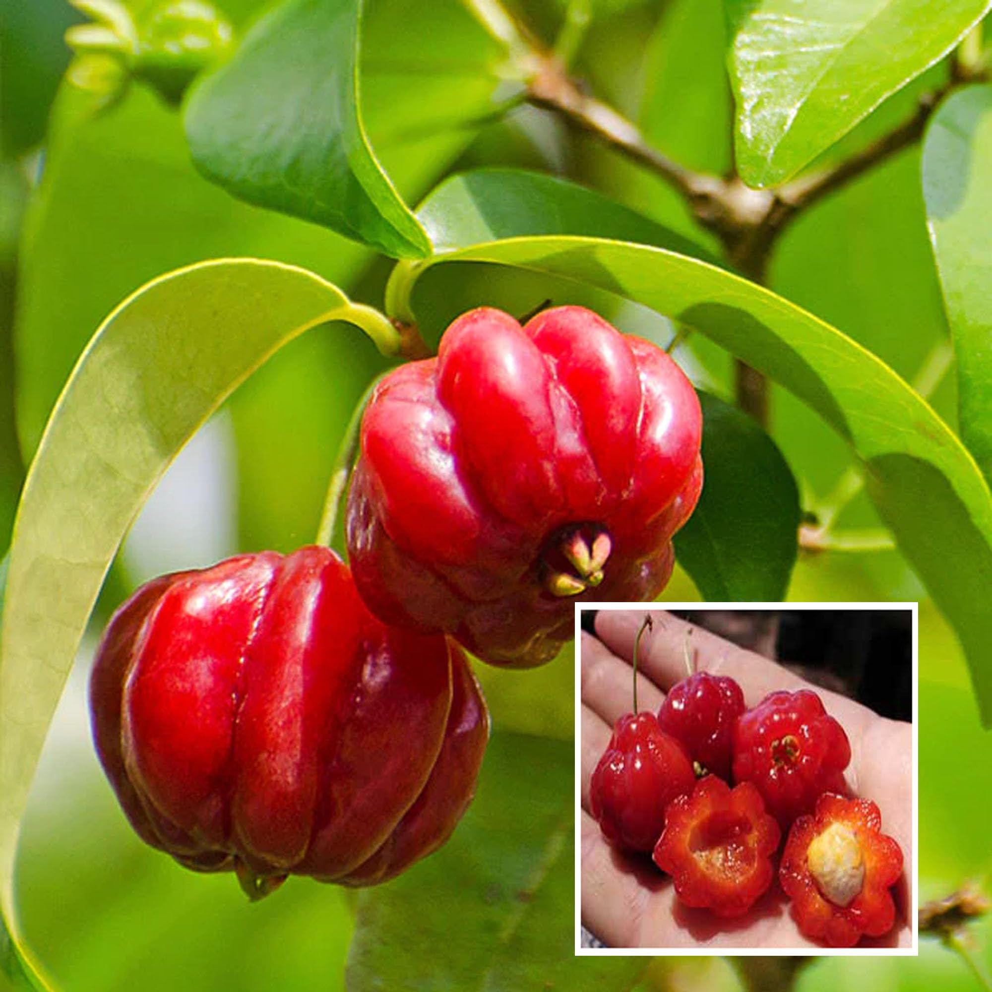Surinam Cherry Cherries Layering/Grafted Fruit Plant (1-2 Feet Height) - The Nursery Live