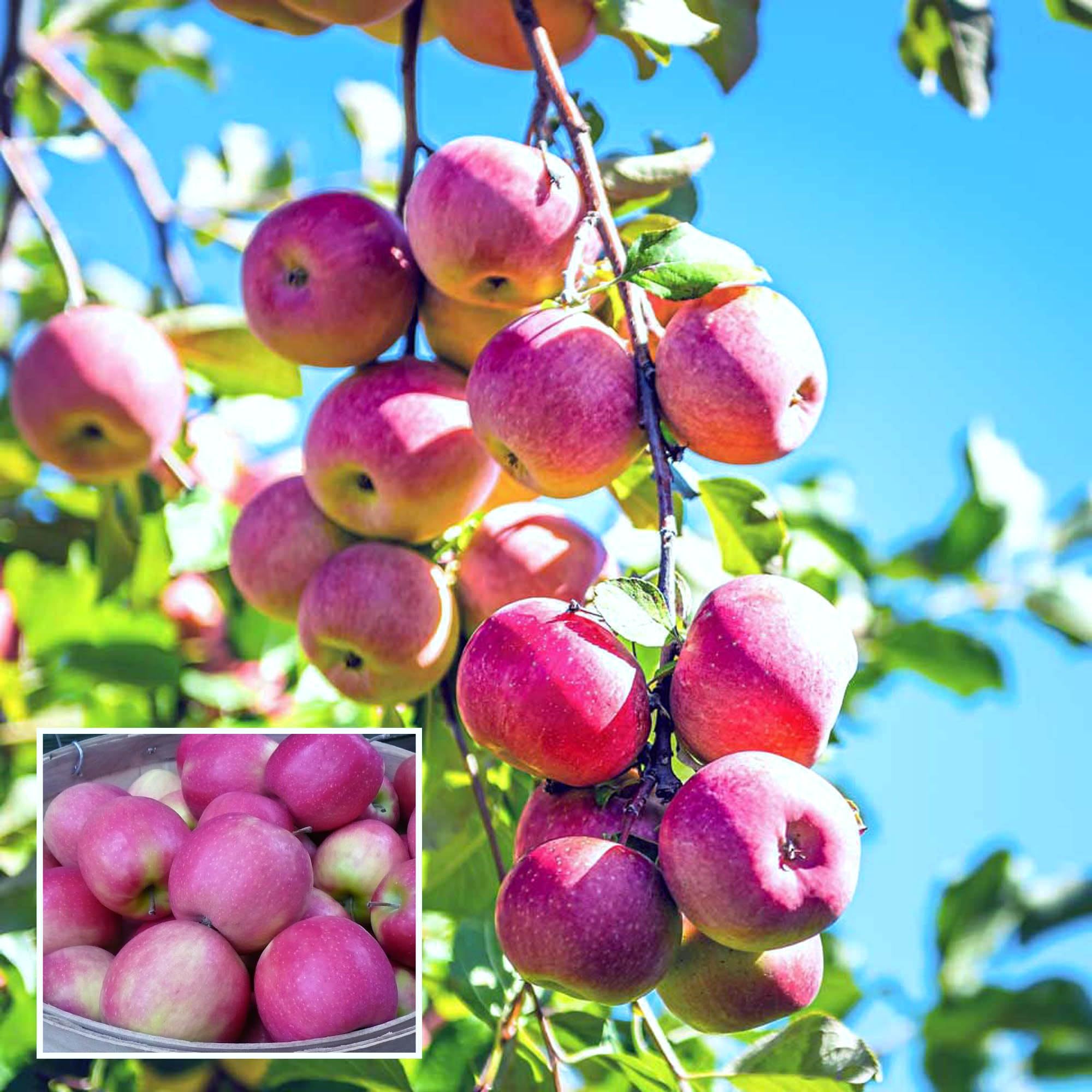 Pink Lady Apple Seb Grafted Fruit Plant (1.5-3 Feet Height) - The Nursery Live