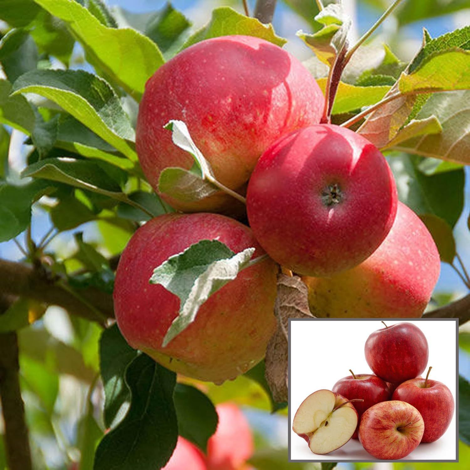 Red Gala Apple Seb Grafted Fruit Plant (1.5-3 Feet Height) - The Nursery Live
