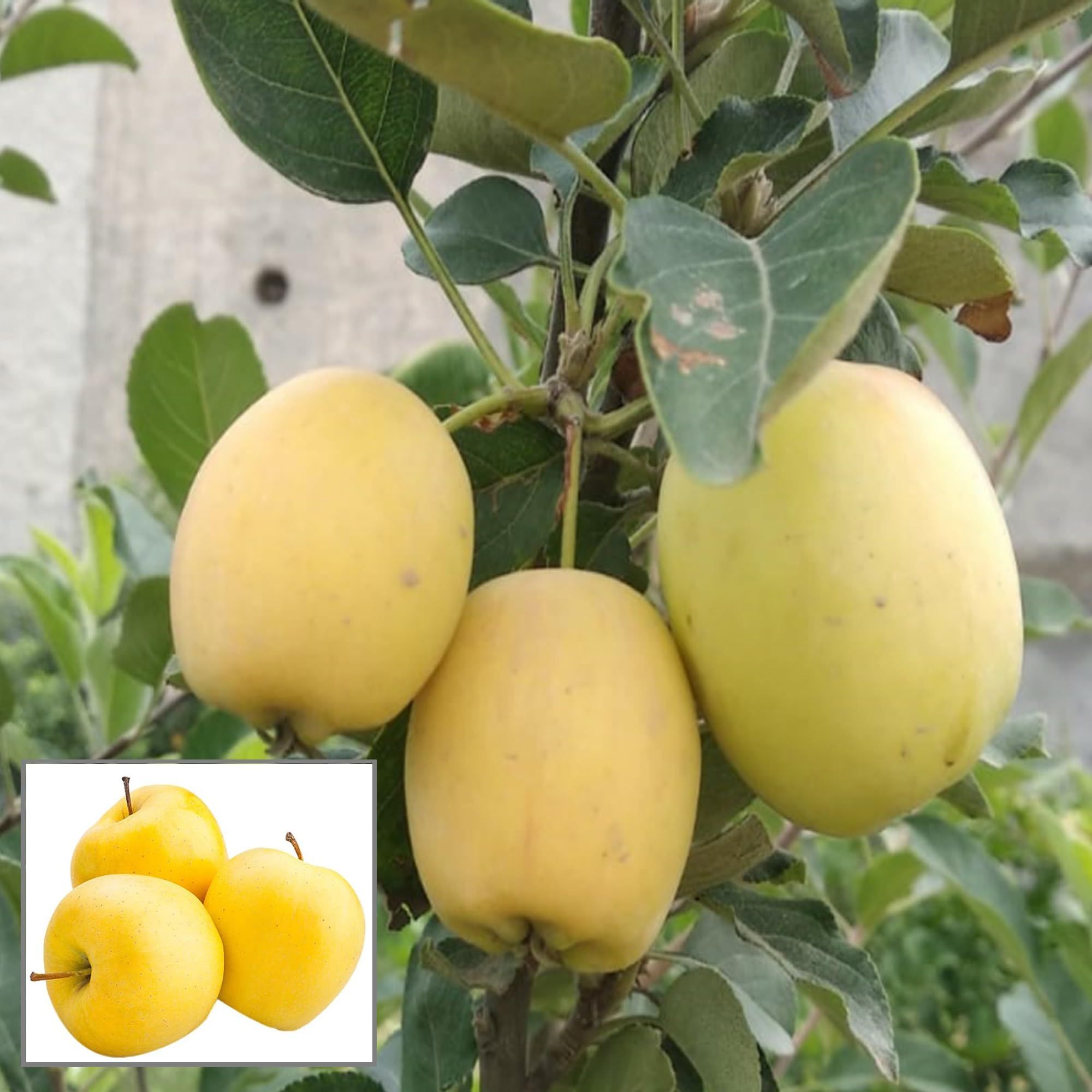 Dorsett GoldenLow Chill Tropical Apple Seb Grafted Fruit Plant (1.5-3 Feet Height) - The Nursery Live