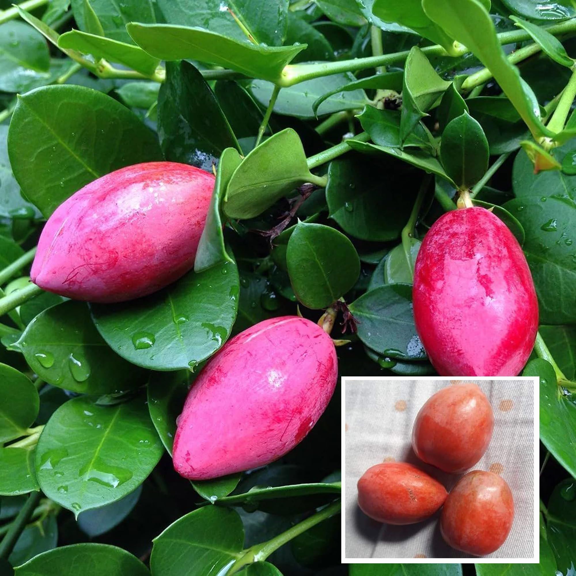 Thai Sweet Karonda Carissa Carandas Cherry Cherries Layering/Grafted Plant (1-2 Feet Height) - The Nursery Live