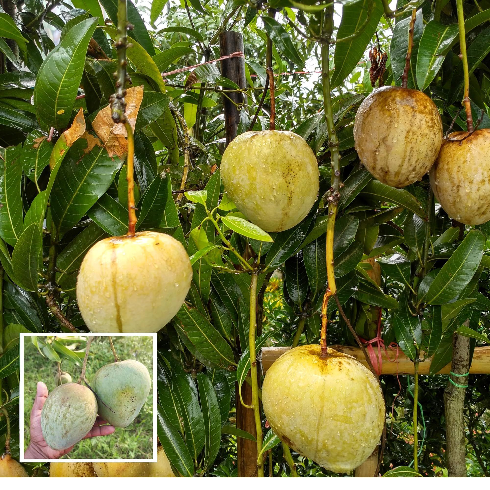 Bangladesh Bari 4 Mango Aam Grafted Fruit Plant (1.5-3 Feet Height) - The Nursery Live
