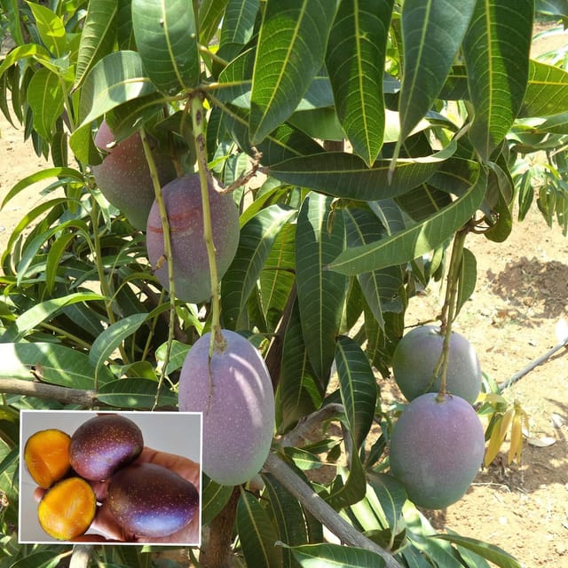 Pusa Arunika Mango Aam Grafted Fruit Plant (1.5-3 Feet Height) - The Nursery Live