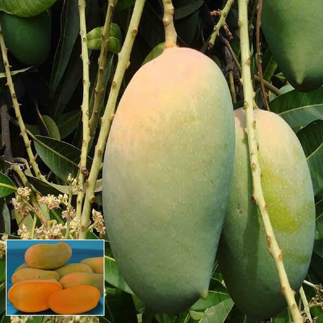 Gir Kesar Mango Aam Grafted Fruit Plant (1.5-3 Feet Height) - The Nursery Live