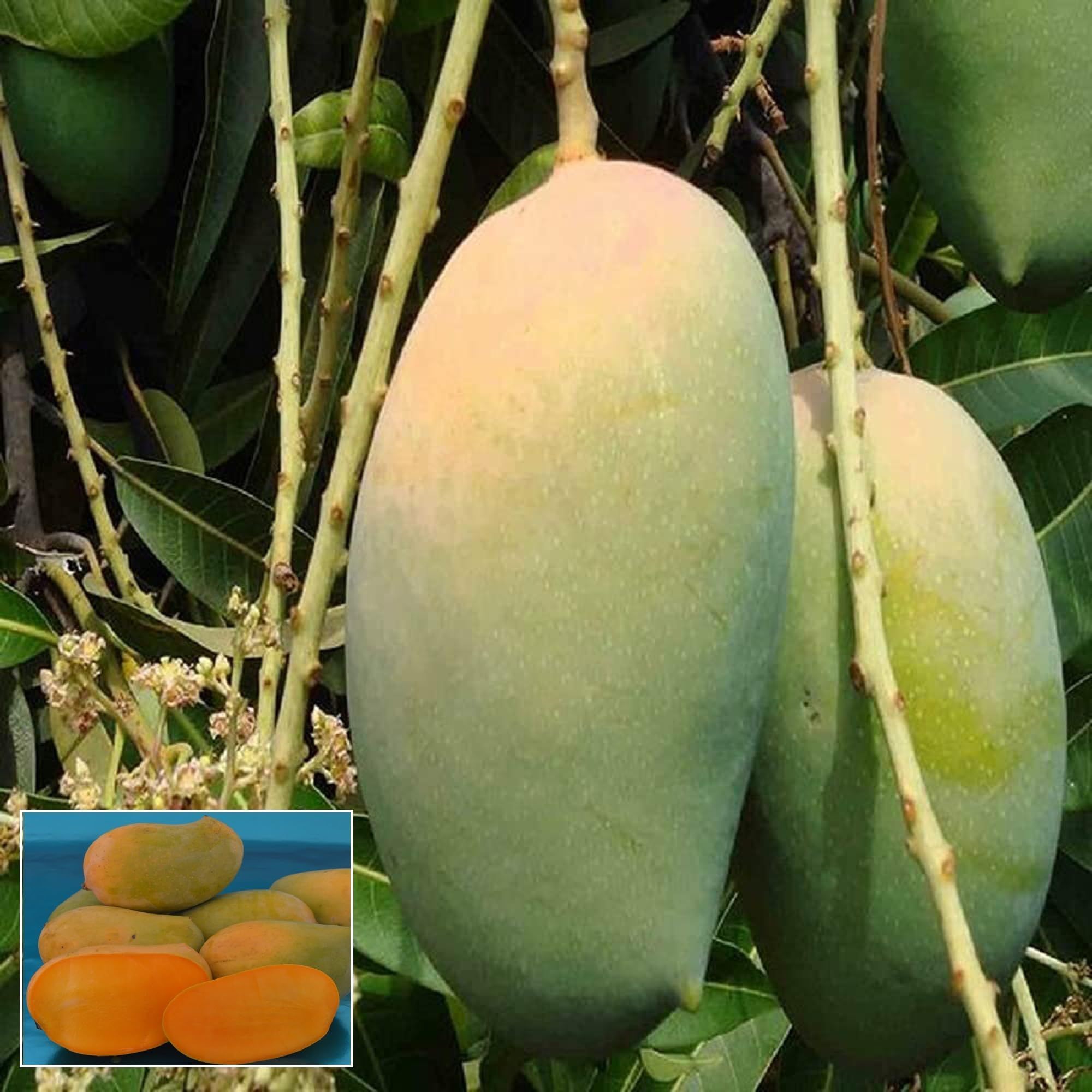 Gir Kesar Mango Aam Grafted Fruit Plant (1.5-3 Feet Height) - The Nursery Live