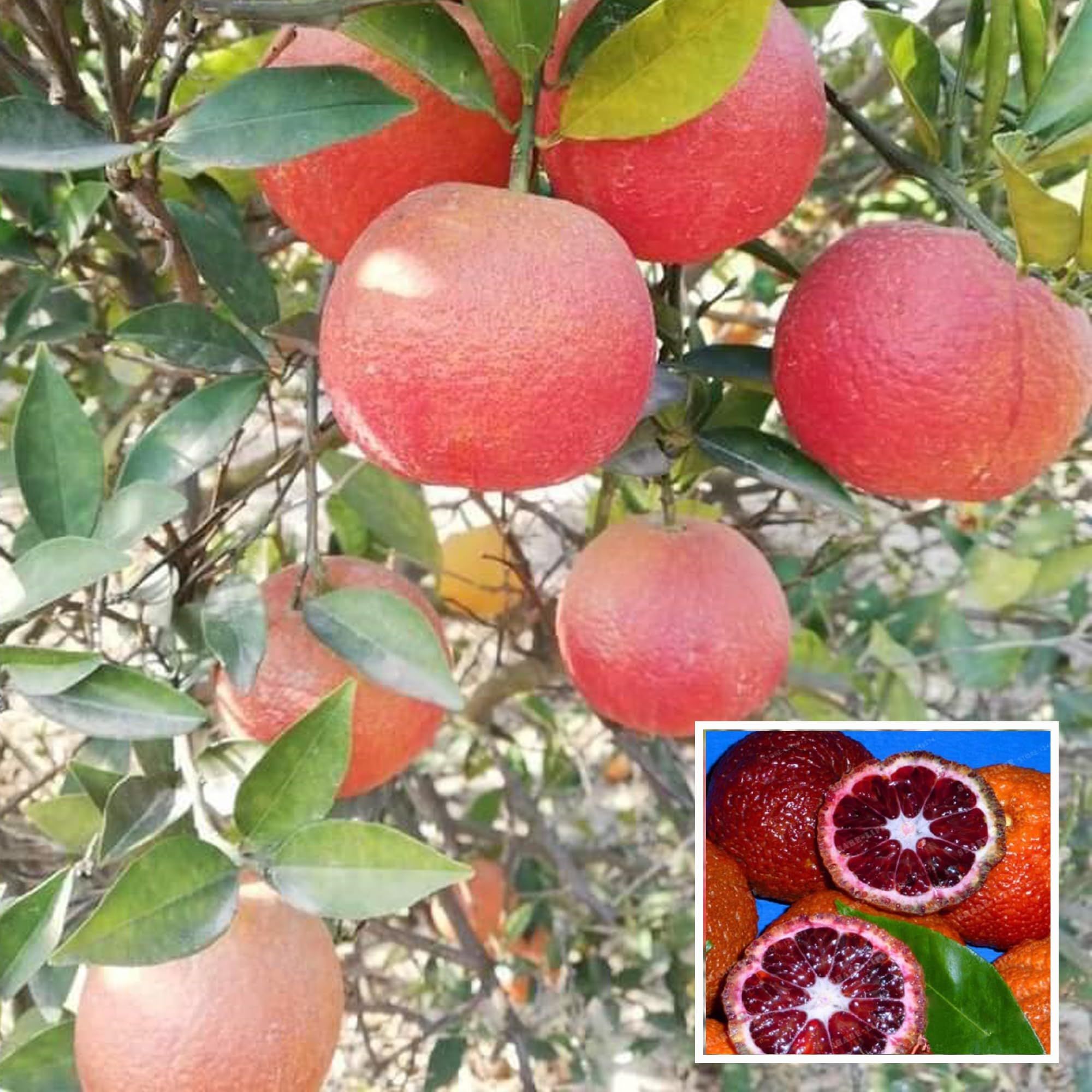 Red Malta Mosambi Grafted Fruit Plant (1.5-2 Feet Height) - The Nursery Live