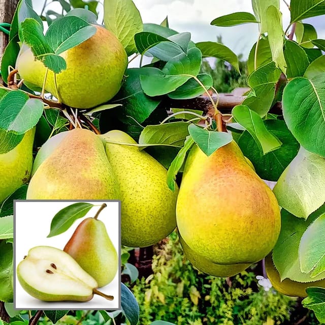 Pear Pyrus Communis Nashpati Layering/Grafted Fruit Plant (1.5-3 Feet Height) - The Nursery Live