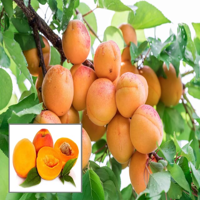 Apricot Layering/Grafted Fruit Plant (1.5-3 Feet Height) - The Nursery Live