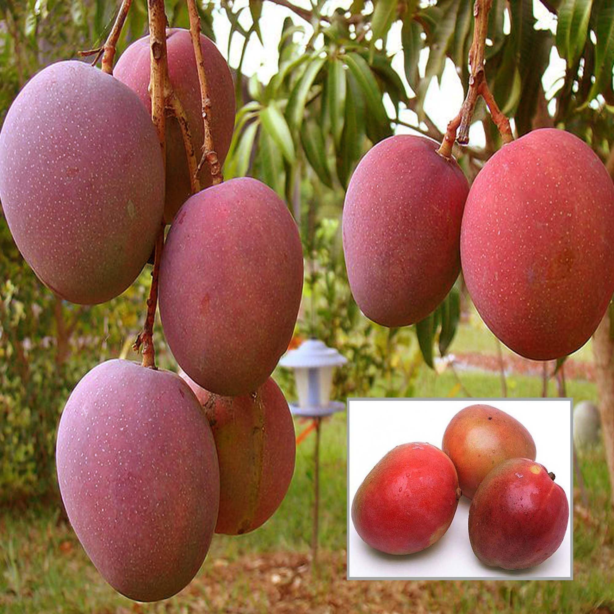American Red Palmar Mango Aam Grafted Fruit Plant (1.5-3 Feet Height) - The Nursery Live