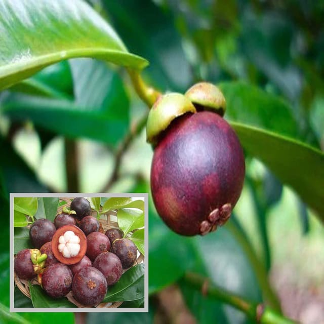 Mangosteen Fruit Plant (1.5-3 Feet Height) - The Nursery Live