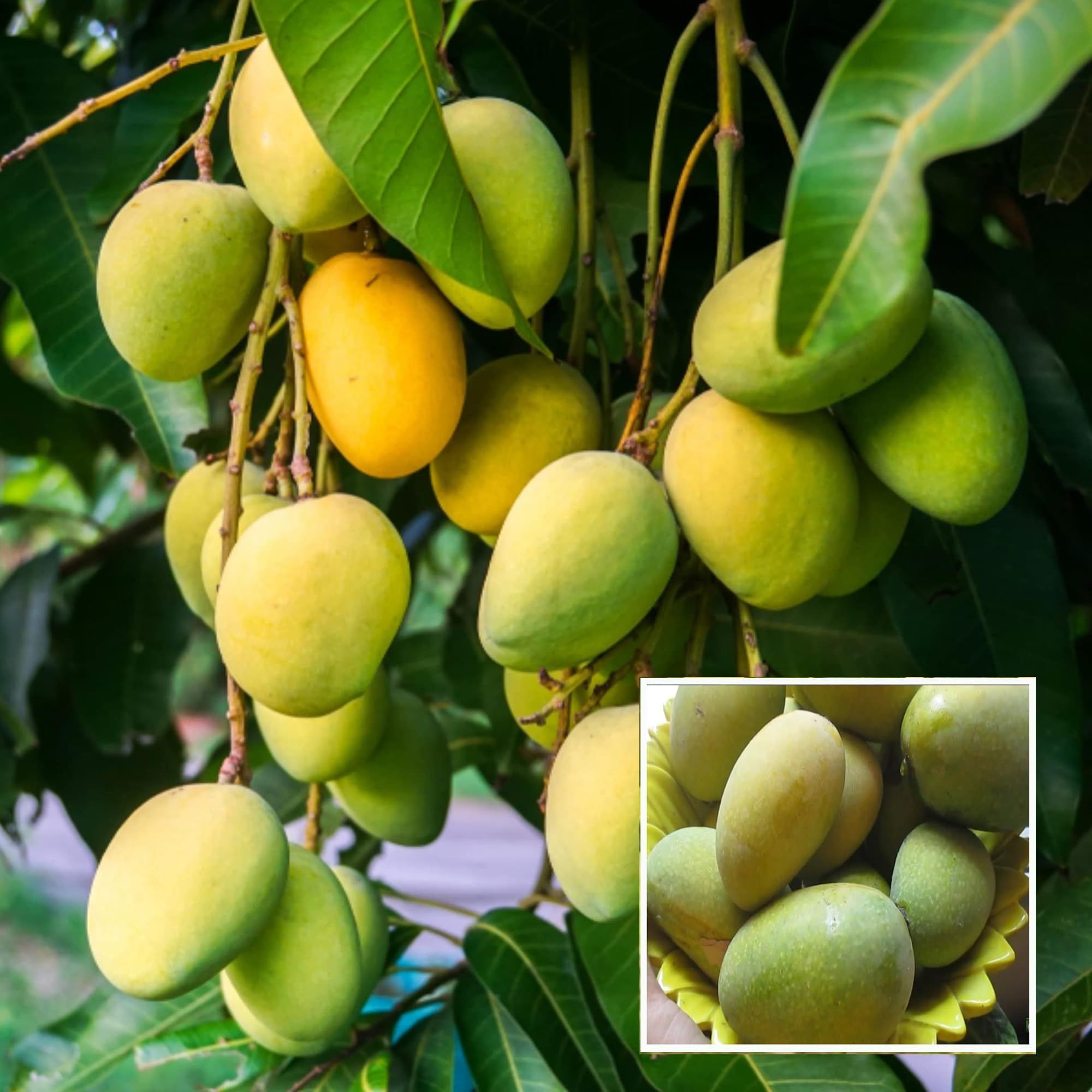 Jardalu Mango Aam Grafted Fruit Plant (1.5-3 Feet Height) - The Nursery Live