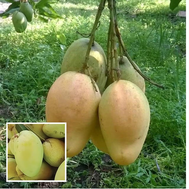 Bangladesh Bari 11 All Time Mango Aam Grafted Fruit Plant (1.5-3 Feet Height) - The Nursery Live