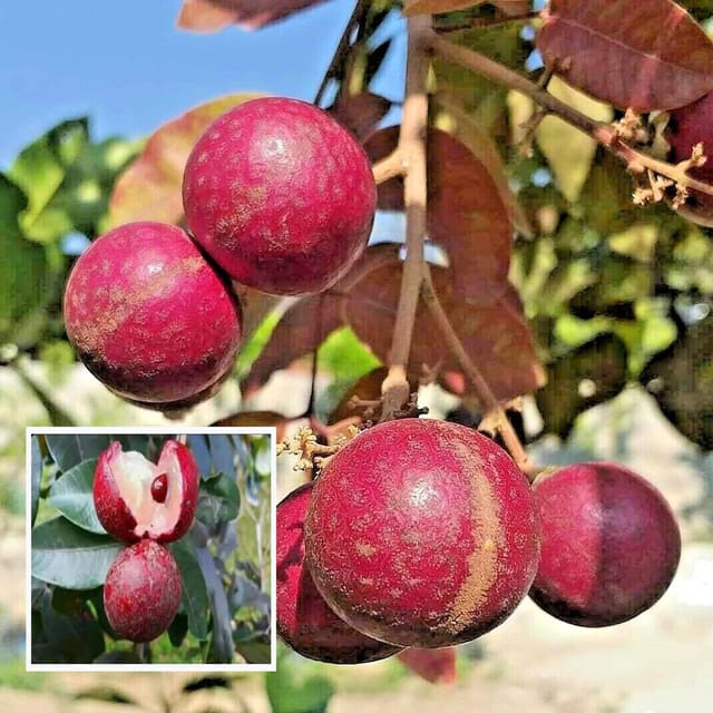 Ruby Red Plus Dragon Eye Longan Grafted Fruit Plant (1-2 Feet Height) - The Nursery Live