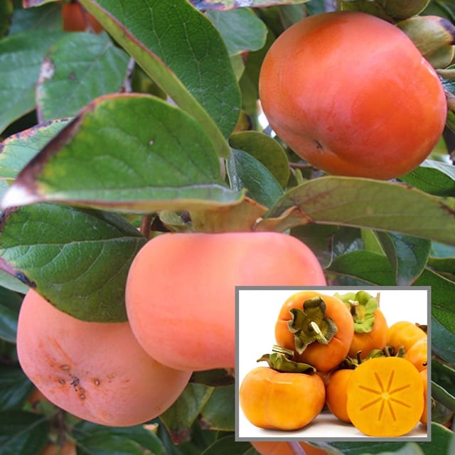 Fuyu Persimmon Grafted Fruit Plant (2-3 Feet Height) - The Nursery Live