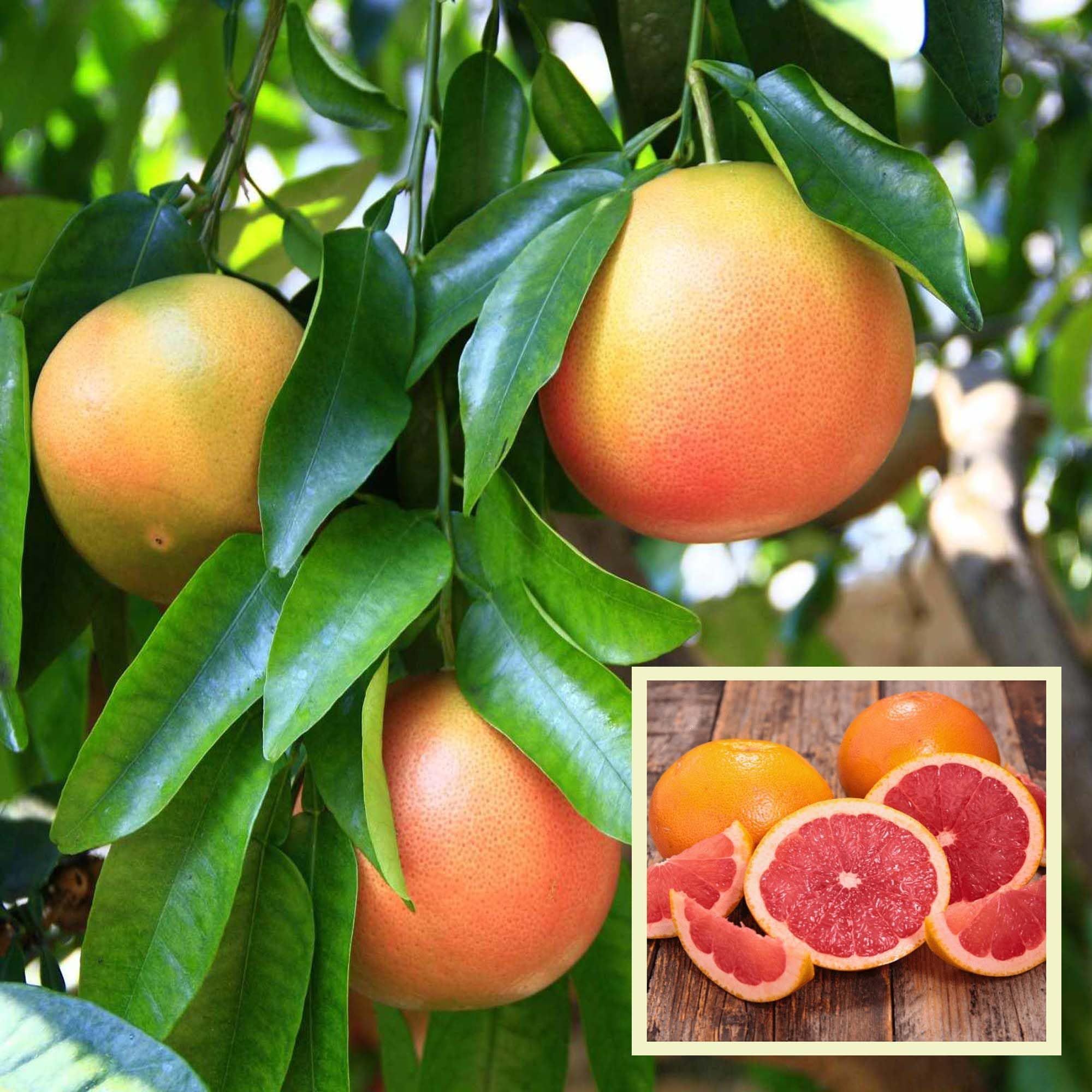 Star Ruby Grapefruit Grafted Fruit Plant (1-2 Feet Height) - The Nursery Live