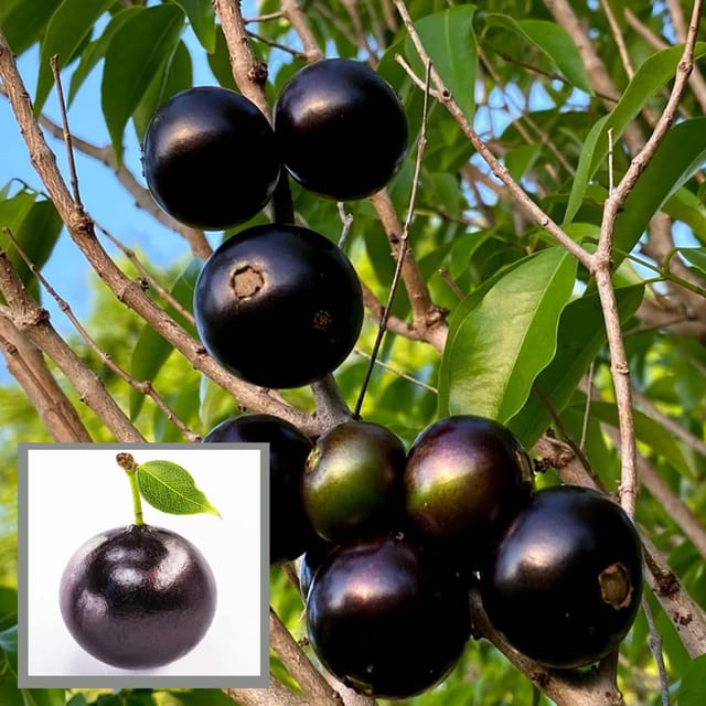 Oblongata Jabuticaba Fruit Plant (1.5-3 Feet Height) - The Nursery Live Oblongata Jabuticaba Fruit Plant (1.5-3 Feet Height) - The Nursery Live