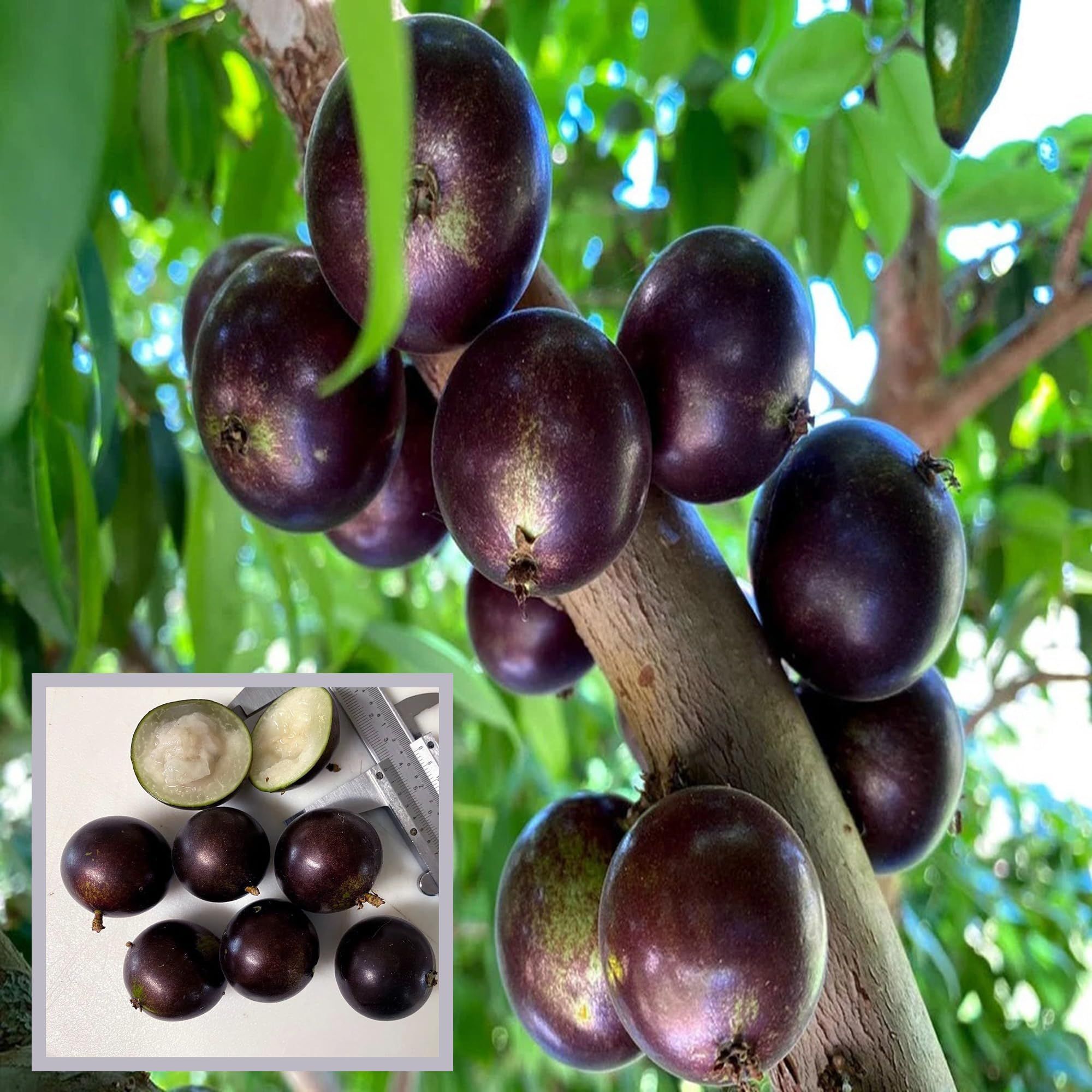 Grimal Jabuticaba Fruit Plant (1.5-3 Feet Height) - The Nursery Live