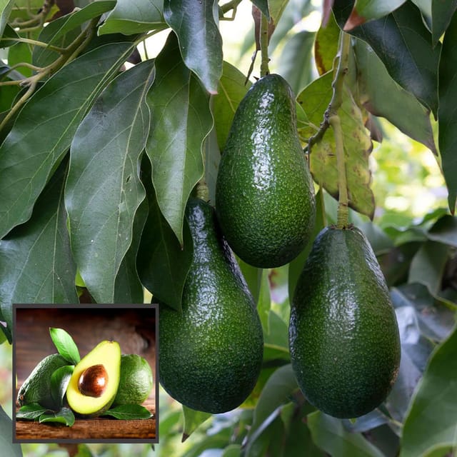 Hass Avocado Butter Fruit Grafted Plant (1.5-2 Feet Height) - The Nursery Live