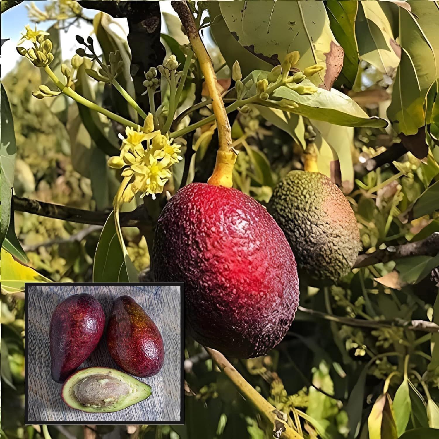 Miami Red Avocado Butter Fruit Grafted Plant (1.5-2 Feet Height) - The Nursery Live