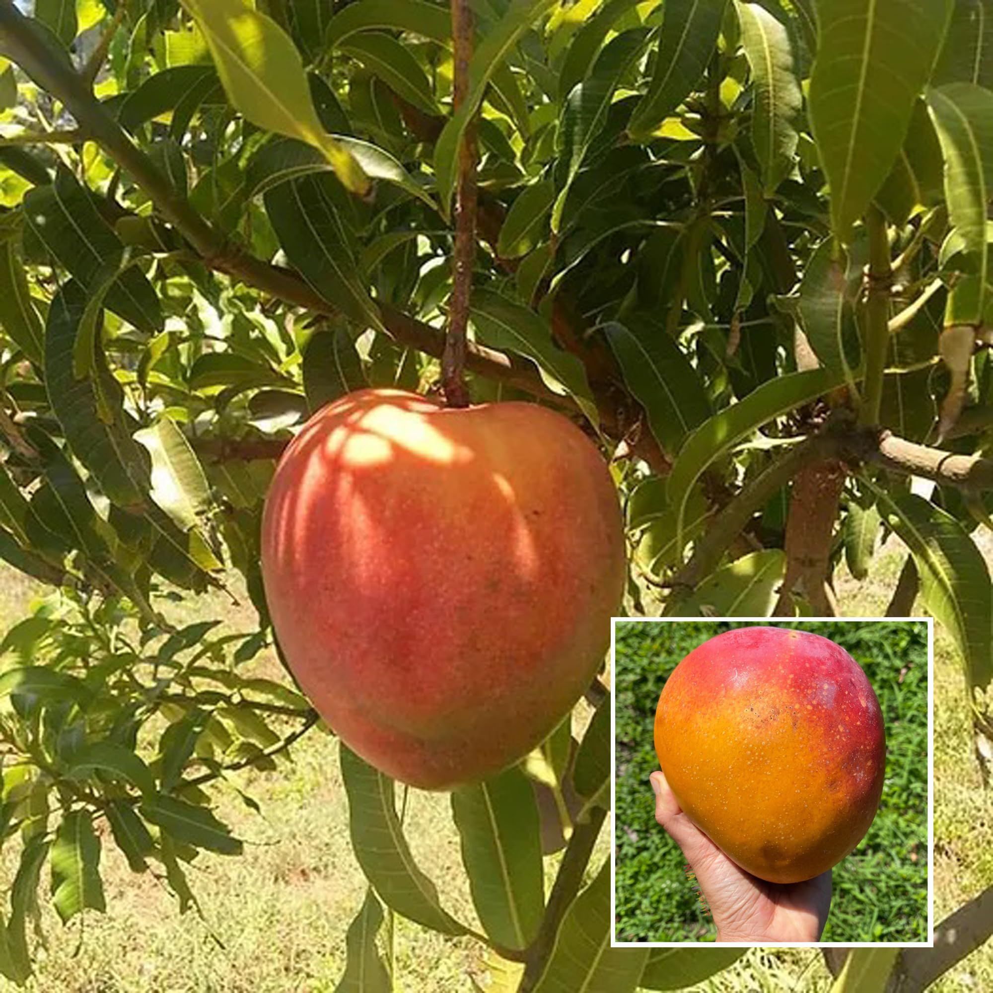 Hong Zhu Mango Aam Grafted Fruit Plant (1.5-3 Feet Height) - The Nursery Live