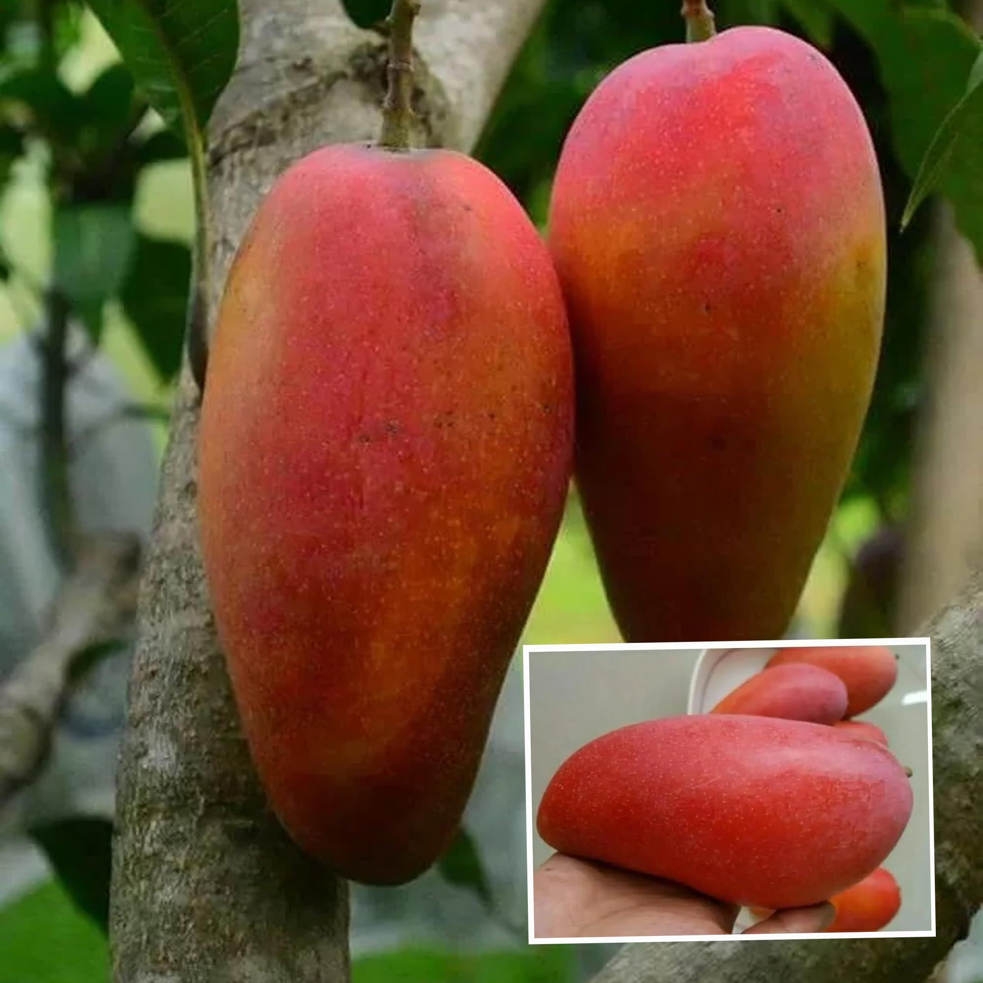 Xi Shi 11 Shi Mango Aam Grafted Fruit Plant (1.5-3 Feet Height) - The Nursery Live