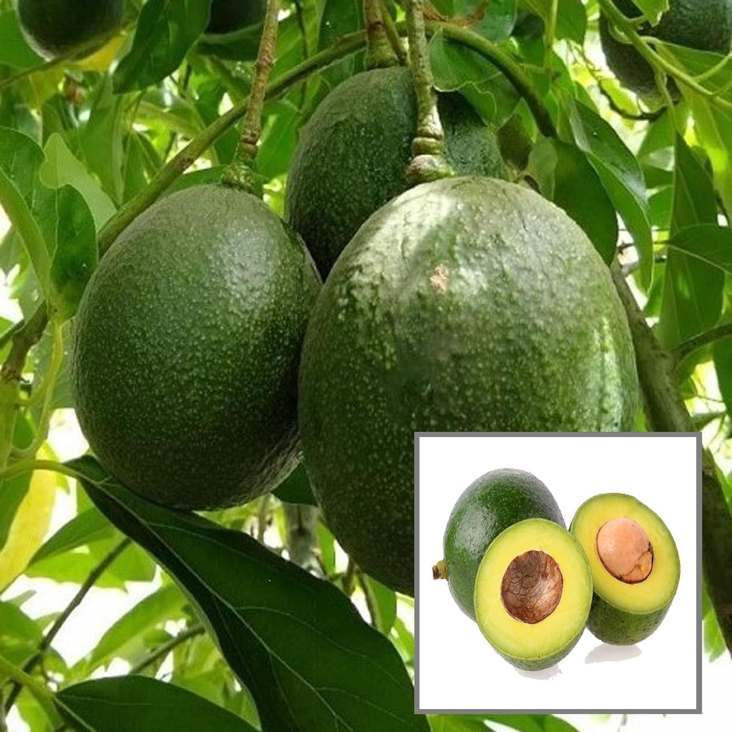 Monroe Round Avocado Butter Fruit Grafted Plant (1.5-2 Feet Height) - The Nursery Live