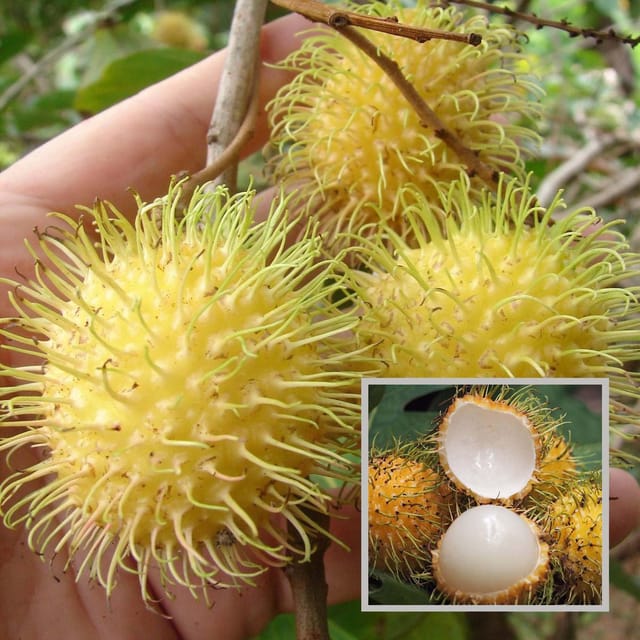 E35 Rambutan Grafted Fruit Plant (2-3 Feet Height) - The Nursery Live